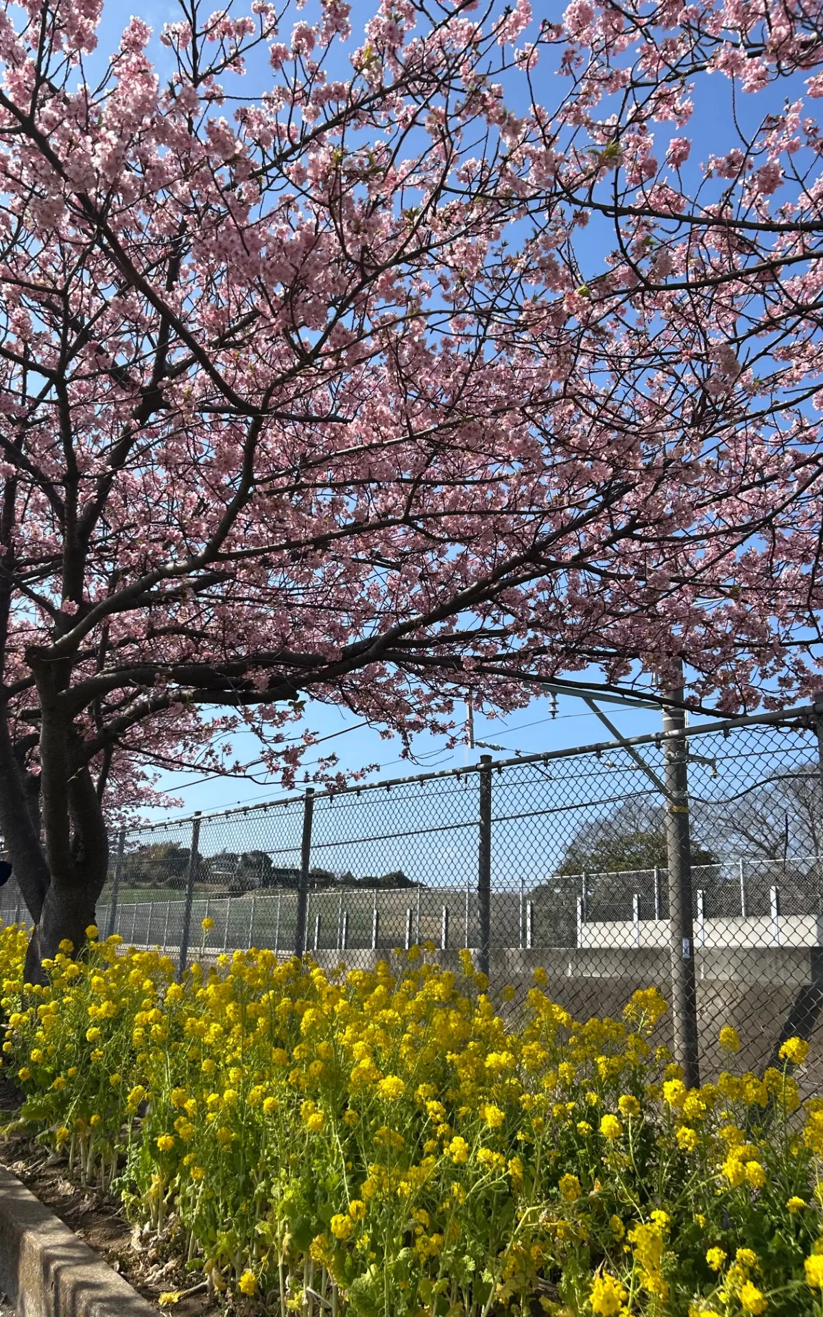 ㊗️合格㊗️ 受験生からのメッセージ🌸 【横須賀 放課後デイサービス】